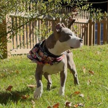 JuneBug -  Mixed Breed and Pit Bull Terrier Dog for Adoption in Durham, North Carolina - JuneBug | PetCurious