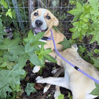MOOSE -  Anatolian Shepherd Dog for Adoption in Newborn, Georgia - MOOSE | PetCurious