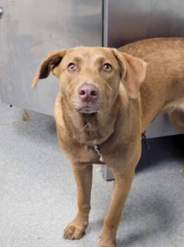 Rescue Chocolate Labrador Retriever Dogs for Adoption in Hopkinsville, Kentucky - Brownie/Princess | PetCurious