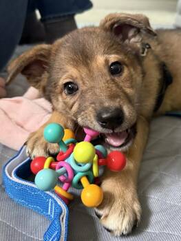 German Shepherd Dog and Belgian Shepherd Malinois Dogs Available for Adoption in Bothell, Washington - Venus | PetCurious