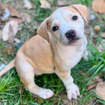 Catahoula Leopard Dog and Black Mouth Cur Dogs Available for Adoption in Grand Bay, Alabama - Mabel | PetCurious