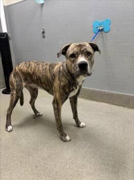 ROLAND -  Mastiff Dog for Adoption in Las Vegas, Nevada - ROLAND | PetCurious