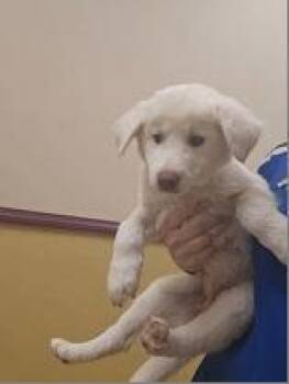 Quinn -  Great Pyrenees and Mixed Breed Dog for Adoption in Morton Grove, Illinois - Quinn | PetCurious