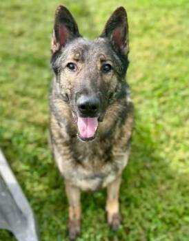 RIPLEY -  German Shepherd Dog Dog for Adoption in Riverside, California - RIPLEY | PetCurious