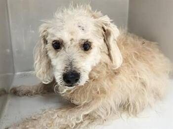 LOUIE -  Poodle and Mixed Breed Dog for Adoption in Houston, Texas - LOUIE | PetCurious