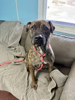 Rescue Rottweiler Dogs for Adoption in Wooster, Ohio - Tyson | PetCurious