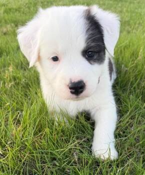 Border Collie Dogs Available for Adoption in Kiowa, Oklahoma - Hermione Granger | PetCurious