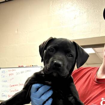 Black Labrador Retriever Dogs Available for Adoption in Birmingham, Alabama - Oliver | PetCurious