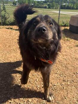 Australian Shepherd and Border Collie Dogs Available for Adoption in Munfordville, Kentucky - Bear | PetCurious
