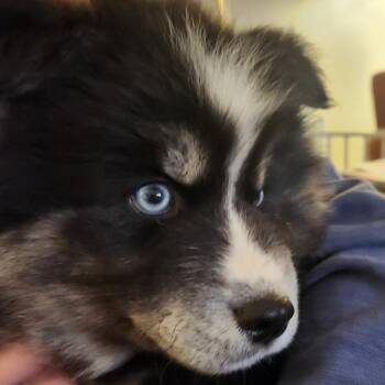 Pomeranian and Husky Dogs Available for Adoption - Sonny | PetCurious