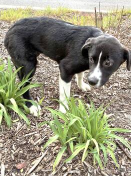 Great Pyrenees Dogs Available for Adoption - Kamy | PetCurious