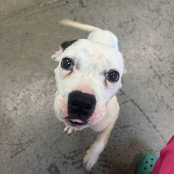 Rescue Mixed Breed Dogs for Adoption in Mishawaka, Indiana - Mood Ring | PetCurious