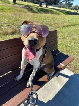 Rescue Cattle Dog Dogs for Adoption in Lake Jackson, Texas - Henry | PetCurious