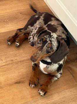 Rescue Miniature Dachshund Dogs for Adoption in Omaha, Nebraska - Charlie | PetCurious