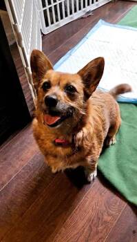 Mattie Ginger -  Norfolk Terrier and Corgi Dog Available for Adoption in Colorado Springs, Colorado - Mattie Ginger | PetCurious