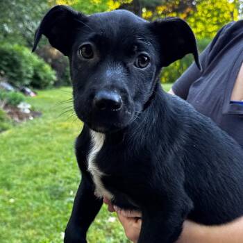 NY Christmas Tree Avail Jun 13 (Choice Pet Carmel) -  Australian Shepherd and Labrador Retriever Dog for Adoption in Stormville, New York - NY Christmas Tree Avail Jun 13 (Choice Pet Carmel) | PetCurious