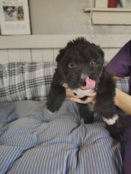 Sound Pups (SOOTHE) -  Terrier Dog for Adoption in Fort Worth, Texas - Sound Pups (SOOTHE) | PetCurious