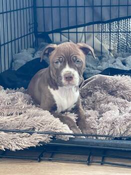 American Bulldog Dogs Available for Adoption - Bergamot Orange | PetCurious