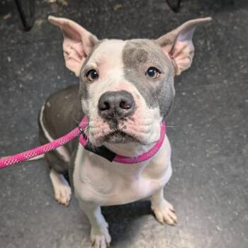 Pit Bull Terrier Dogs Available for Adoption - Doja | PetCurious