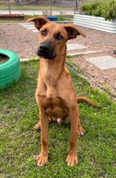 Willard -  Shepherd Dog for Adoption in Stratham, New Hampshire - Willard | PetCurious