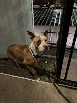 Rescue Mixed Breed Dogs for Adoption in Dallas, Texas - FRANCESCA | PetCurious