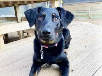 Scout -  Mixed Breed Dog for Adoption in Georgetown, Texas - Scout | PetCurious