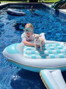 Mila Mae -  Pit Bull Terrier and Beagle Dog for Adoption in Indianapolis, Indiana - Mila Mae | PetCurious