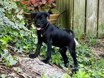 SHADOW -  Dachshund and Chihuahua Dog for Adoption in Humboldt, Tennessee - SHADOW | PetCurious