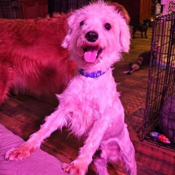 Rescue Maltese and Poodle Dogs for Adoption in Goltry, Oklahoma - Niko | PetCurious