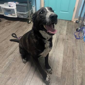 Rescue Mixed Breed Dogs for Adoption in Jefferson City, Tennessee - Hydro | PetCurious