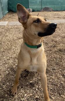 Daisy -  Dalmatian and Pit Bull Terrier Dog for Adoption in Bloomfield Hills, Michigan - Daisy | PetCurious