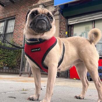 Pug Dogs Available for Adoption in Jersey City, New Jersey - Messi | PetCurious