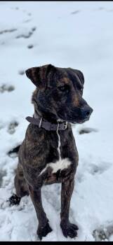 Rescue Dutch Shepherd and Pit Bull Terrier Dogs for Adoption in Dallas, Texas - Carter | PetCurious