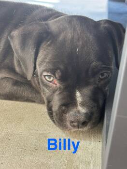 Dolly