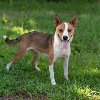 Trout -  Mixed Breed and Cattle Dog Dog for Adoption in Lake Jackson, Texas - Trout | PetCurious