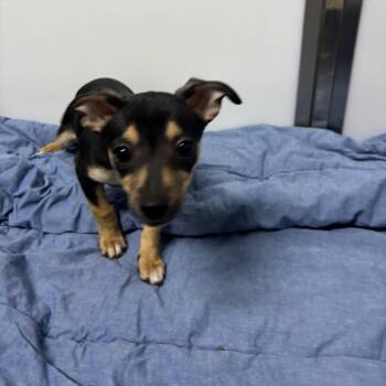 Maria -  Chihuahua Dog for Adoption in Franklin, North Carolina - Maria | PetCurious