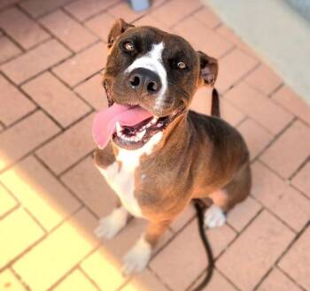 Raya -  Mixed Breed and American Staffordshire Terrier Dog for Adoption in Austin, Texas - Raya | PetCurious
