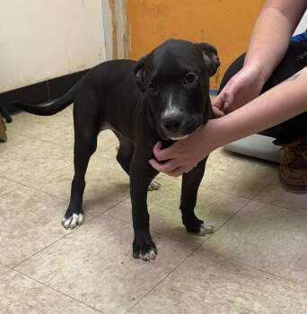Rescue Black Labrador Retriever and Pit Bull Terrier Dogs for Adoption in Bristol, Vermont - Maggie | PetCurious