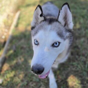 Akita -  Husky Dog for Adoption in Jefferson City, Tennessee - Akita | PetCurious