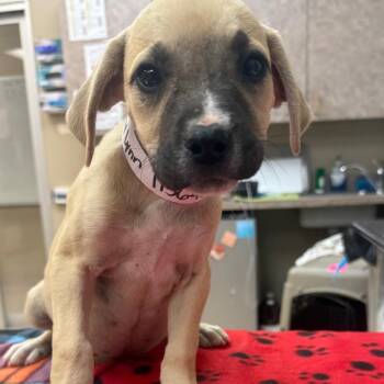 English Bulldog and Labrador Retriever Dogs Available for Adoption in Birmingham, Alabama - Tammy Lynn | PetCurious