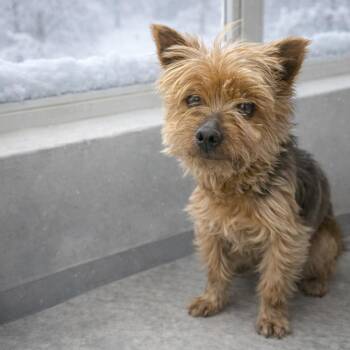 Yorkshire Terrier Dogs Available for Adoption - Teacup | PetCurious