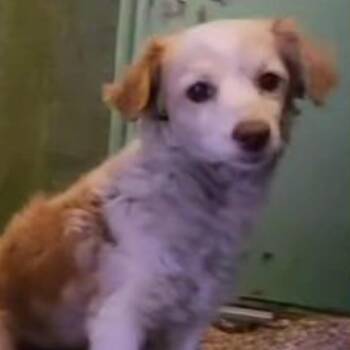 Poodle and Maltese Dogs Available for Adoption in Apple Valley, California - Buttercup | PetCurious