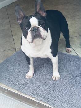 French Bulldog and Boston Terrier Dogs Available for Adoption in Fenton, Missouri - Cooper | PetCurious