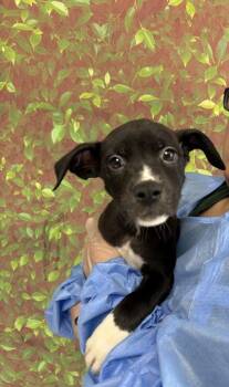 Shepherd and Mixed Breed Dogs Available for Adoption in San Antonio, Texas - Knicks | PetCurious