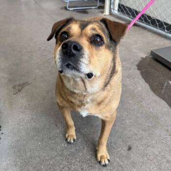 Mixed Breed Dogs Available for Adoption in Las Cruces, New Mexico - 107279 | PetCurious