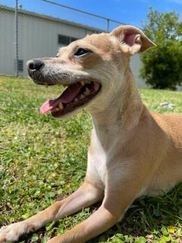 Chihuahua Dogs Available for Adoption in Wilmington, North Carolina - Babygirl | PetCurious