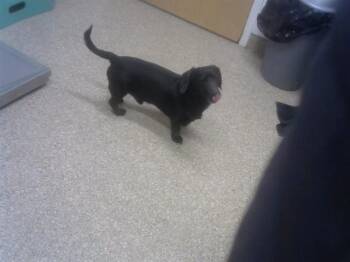 Dachshund and Mixed Breed Dogs Available for Adoption - MCA | PetCurious