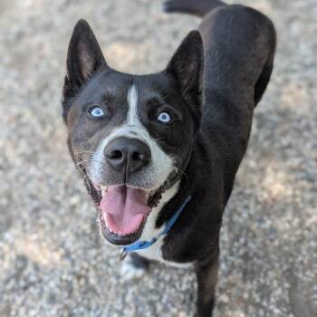Blu Everest -  Mixed Breed Dog for Adoption in West Olive, Michigan - Blu Everest | PetCurious