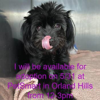 Mixed Breed Dogs Available for Adoption in Matteson, Illinois - Chrysalis | PetCurious