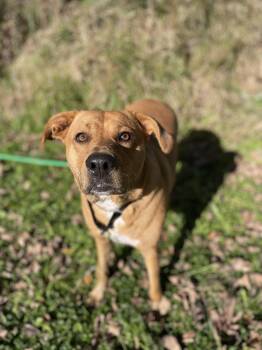 Rhodesian Ridgeback and Labrador Retriever Dogs Available for Adoption - Sasha | PetCurious